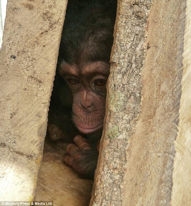 Orphaned Baby Chimp Rescued After Being Held in a Box for 2 Weeks by Wildlife Traffickers