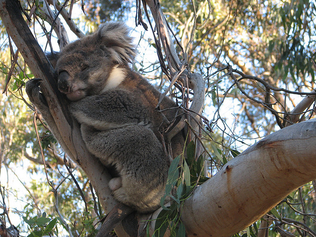 Why Are Koalas in Australia Starving?
