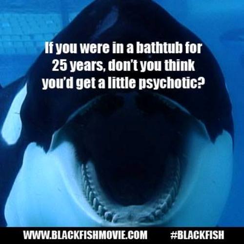 The 12 Worst Things to Happen to SeaWorld Since the Release of Blackfish