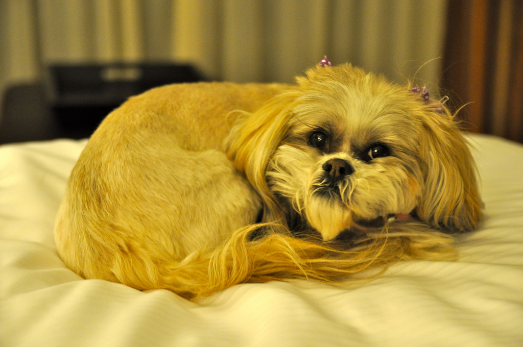 Many hotels have pet policies--be sure to check the policy before you make reservations!