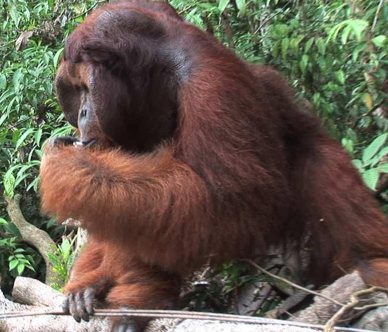 Call for Conservation: What I Learned From Visiting Borneo's Orangutans