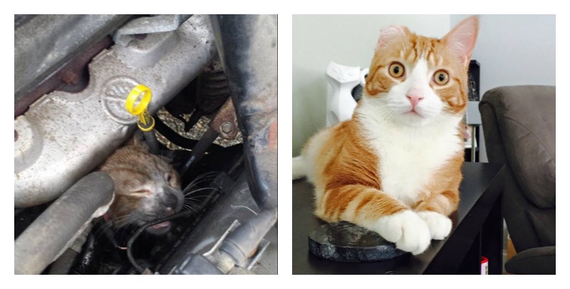 10 Before-And-After Photos of Rescued Animals That Will Make You Cry