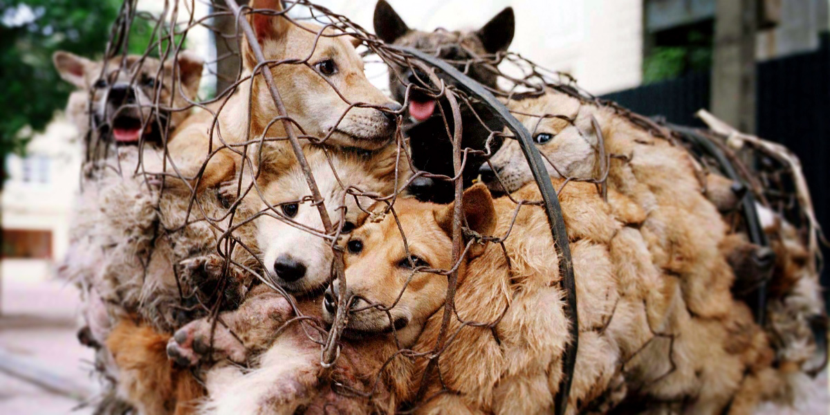 1000-yulin-dogs-in-cages