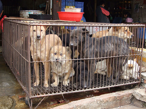 China’s Meat Dog Farms are a Myth – New Report Finds Most are Poisoned and Stolen From Rural Homes