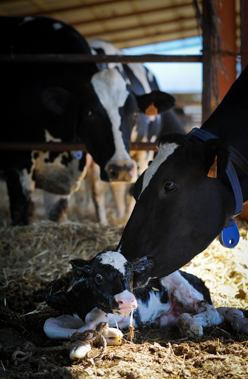 Organic Dairy Farming: A Kinder Milk?