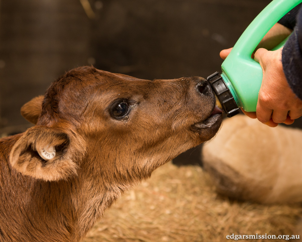 Jasmine the Adorable Rescued Calf Advocates For Her Species