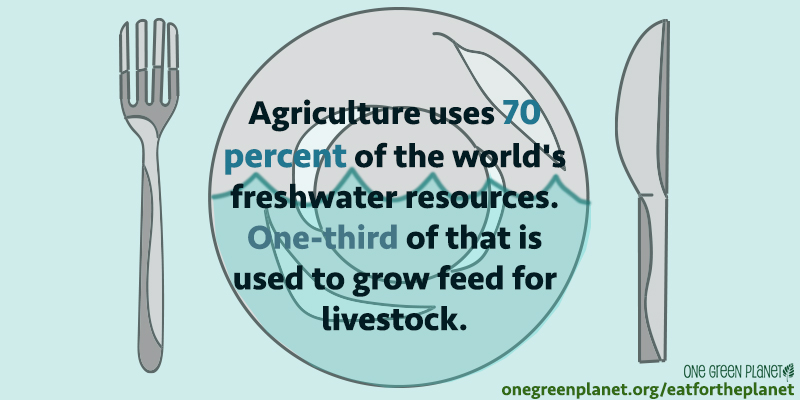 10 Shocking Environmental Facts That Will Make You Reconsider Putting Meat on Your Plate
