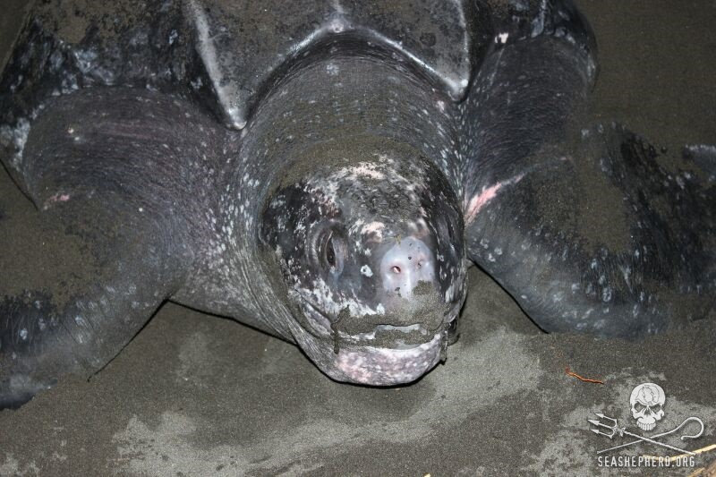 Sea Shepherd Volunteers Save Nesting Sea Turtle and Eggs from Poachers in Costa Rica