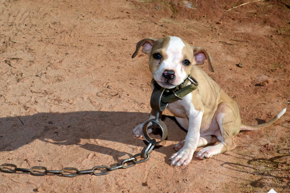 5 Dogs Rescued From Dog Fighting Rings