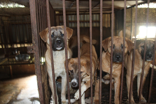 How South Korea Manages to “Farm” Dogs for Consumption Will Shock You