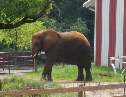 Elephant_outside_barn_CALE_cropped