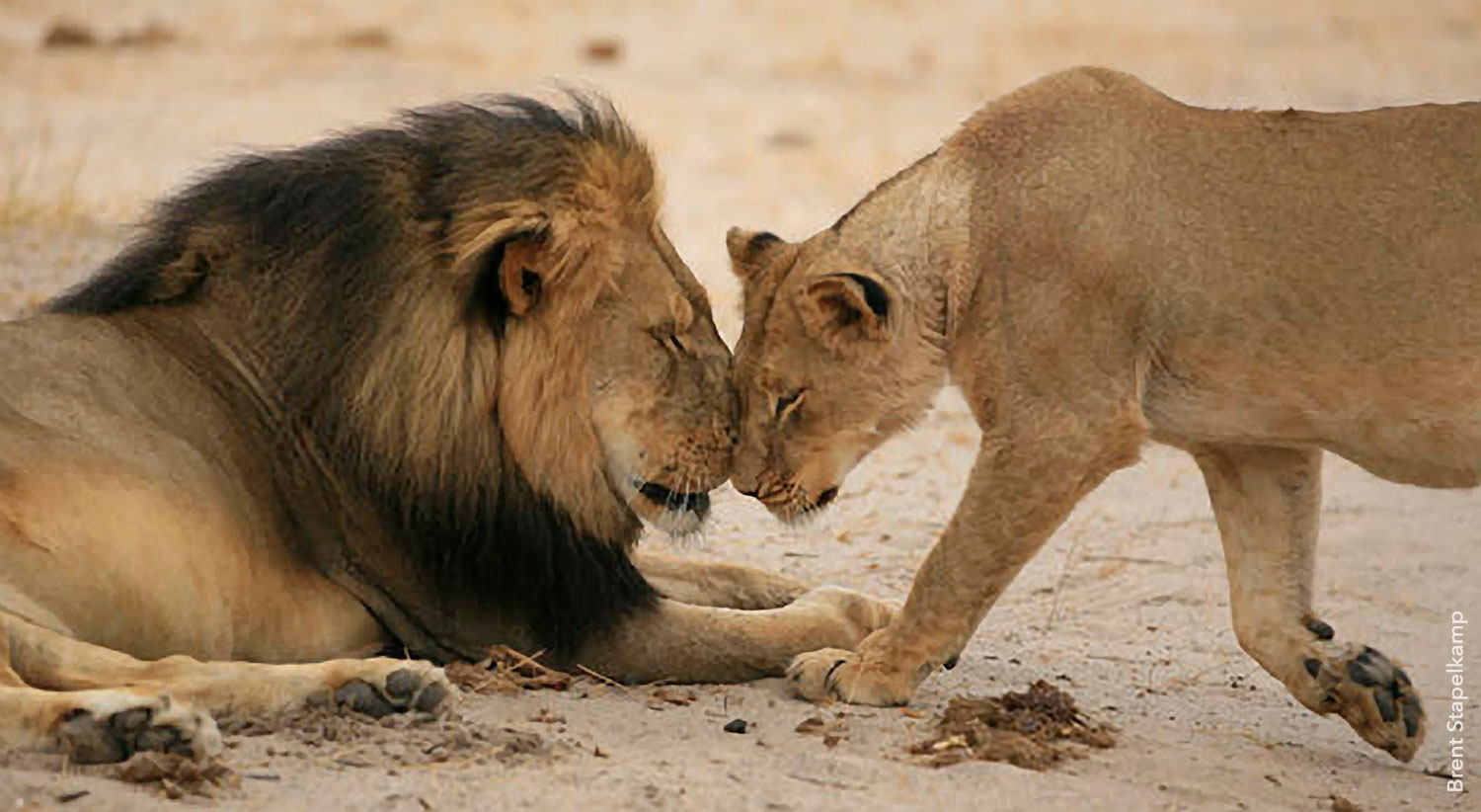 cecil-with-lioness