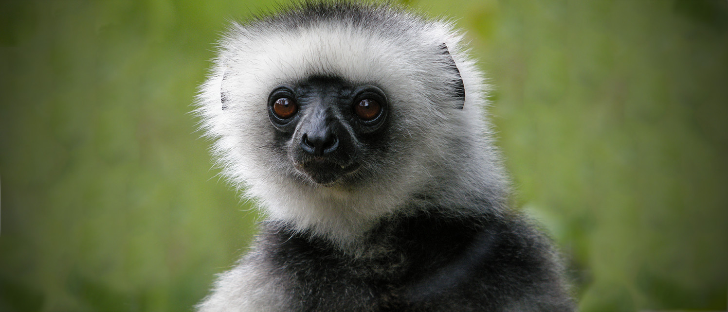 How We're Saving Madagascar's Most Endangered Species by Protecting Rainforests