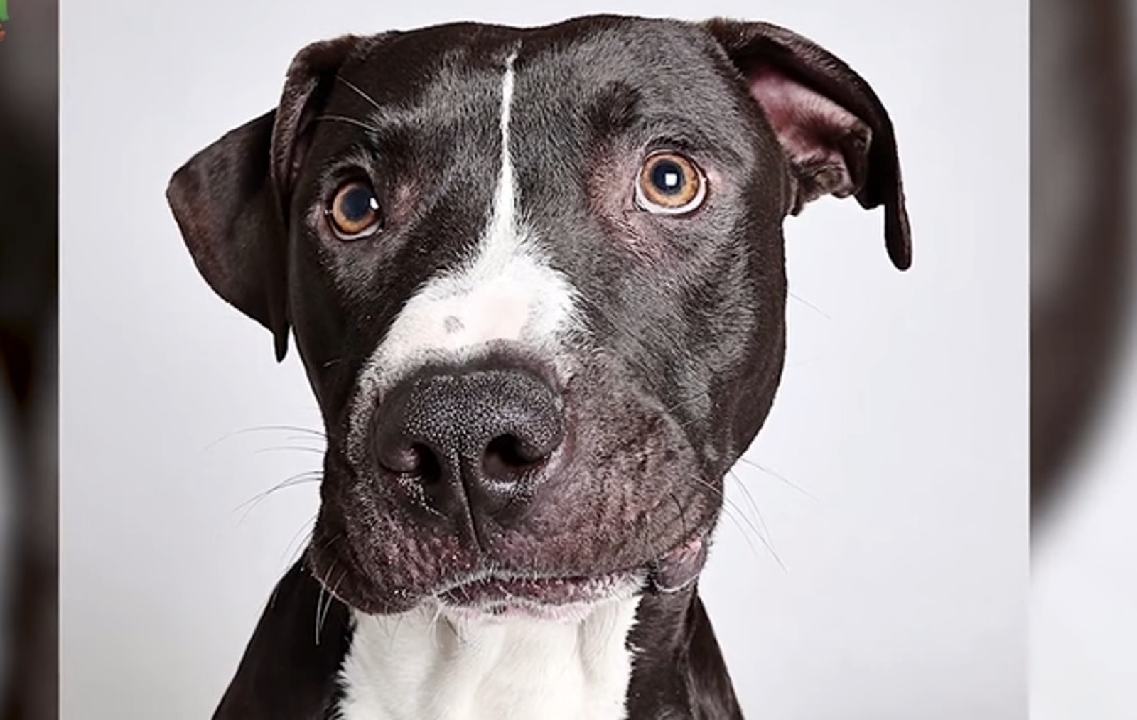 Animal Shelter Stunning Photo Booth Pictures to Help Find Loving Forever Homes for Dogs (VIDEO)