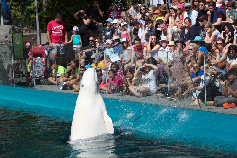 Vancouver Aquarium Uses Rescued Cetaceans to Justify Captivity