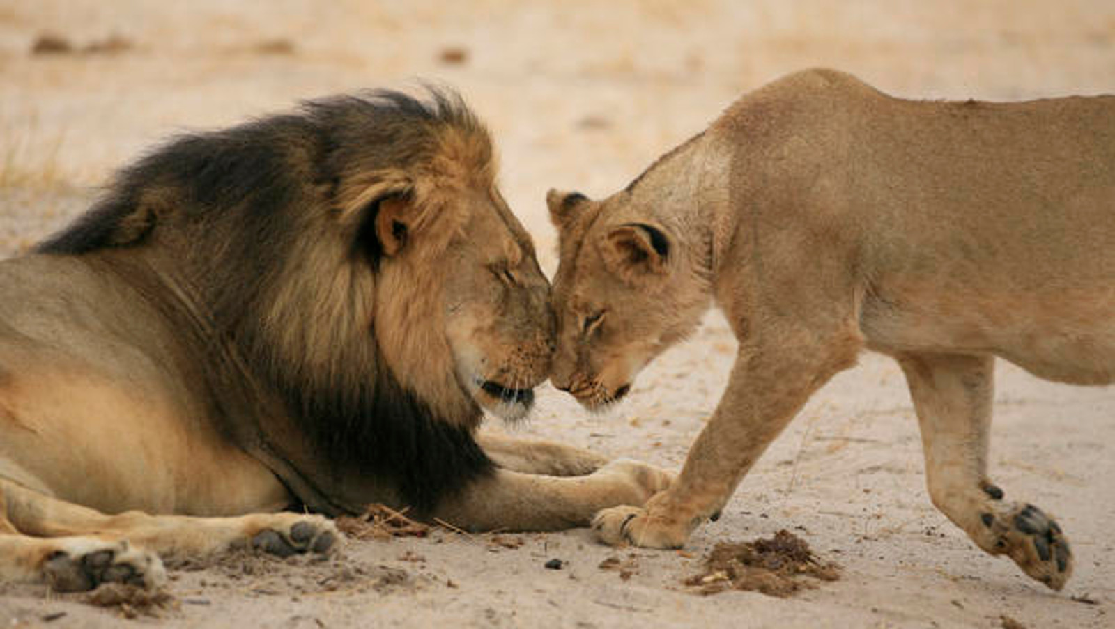 How Cecil the Lion Inspired the World to Wake Up and Take Action for Big Cats