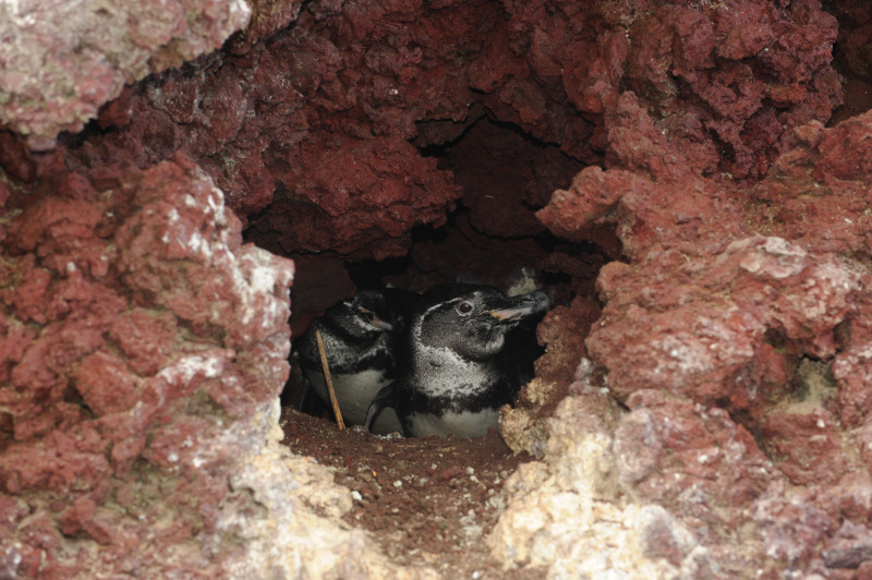 Helping to Protect the Only Population of Warm Weather Penguins on the Planet