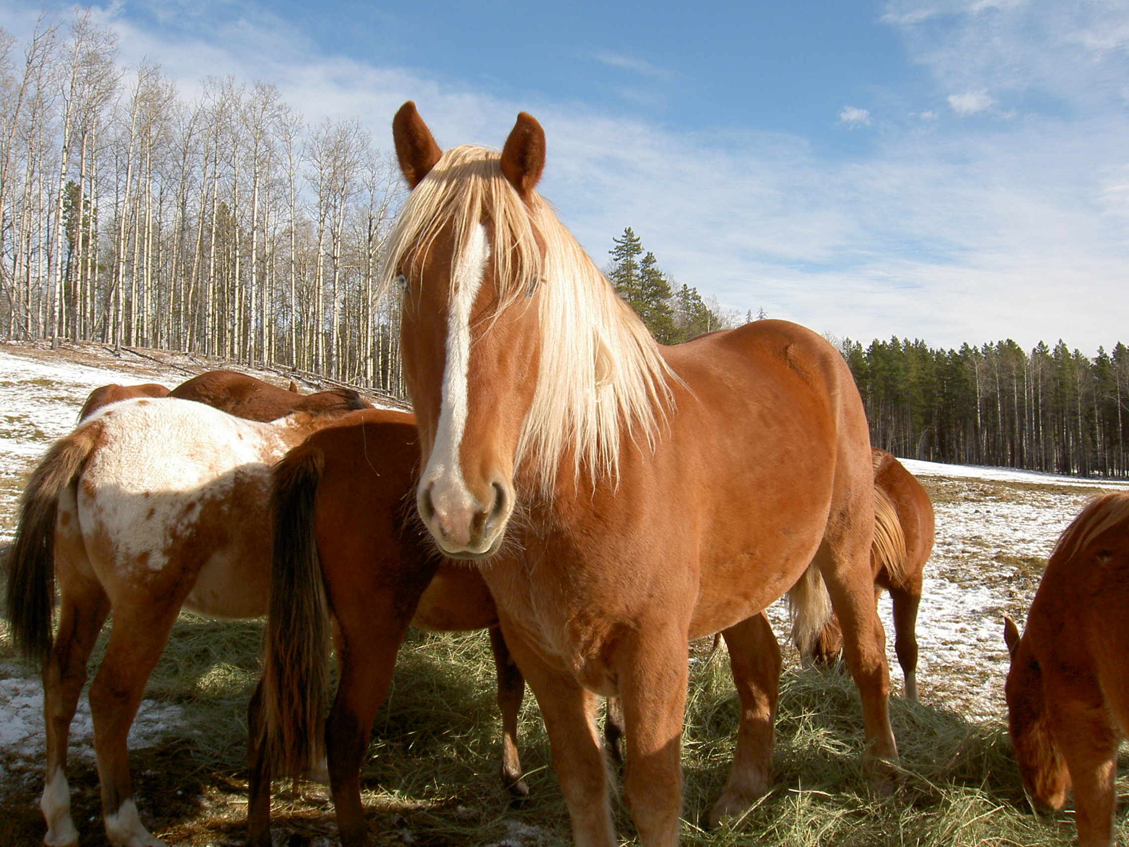 3 Horses That Were Saved From Slaughter Thanks to Kind People