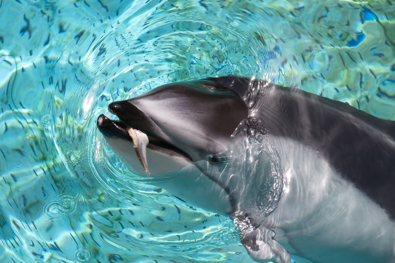 Vancouver Aquarium Uses Rescued Cetaceans to Justify Captivity