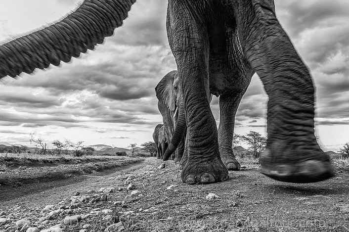 What We've Learned From Elephants After Years of Documenting Them in the Wild