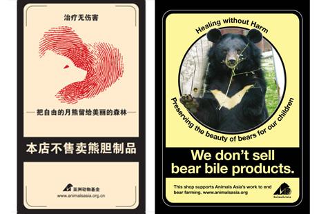 How One Bear Sparked a Movement That Would Improve the Lives of Thousands of Bile Bears
