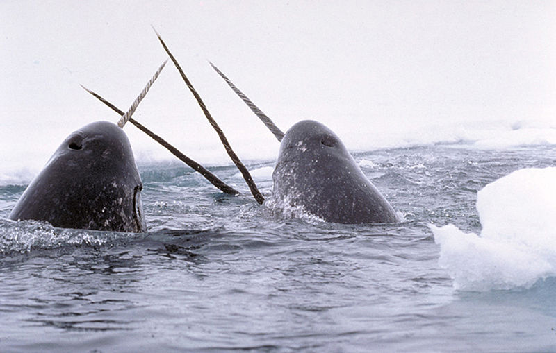 5 Shocking Ways Oil Exploration Harms Whales in the Arctic