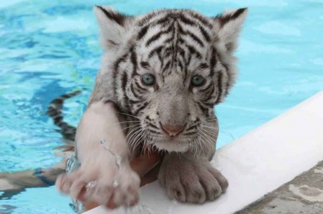 Details about   New Baby White Tiger Cub Cat Bath Beach Pool Gift Towel Schimmel Moon & Earth 