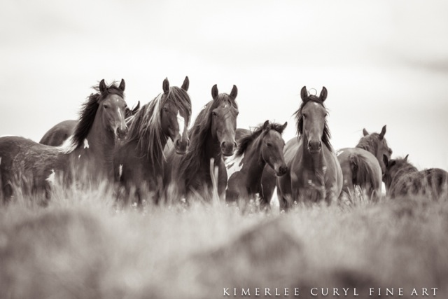 Urgent Action Needed to Stop U.S. Government From Sterilizing Wild Horses in Idaho