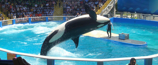 Empty the Cages! 6 Animals We've Fought for to Free Them From Life in Captivity 