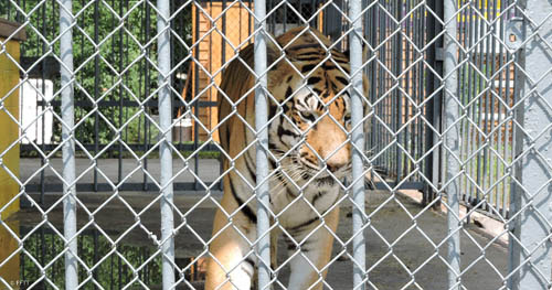 Empty the Cages! 6 Animals We've Fought for to Free Them From Life in Captivity 