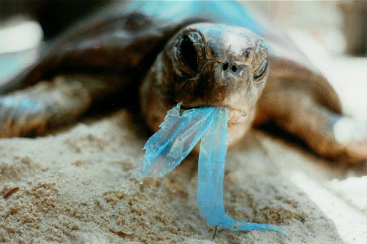 these animals are in danger from plastic pollution: heres how you can help