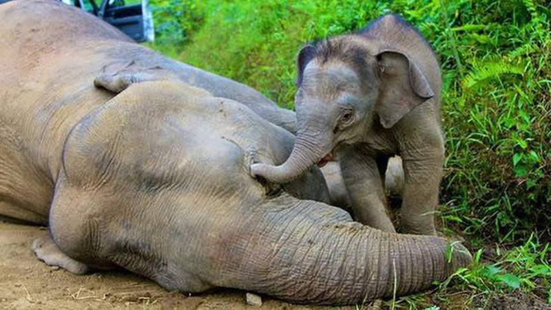 What Does This Tragic Picture of a Baby Elephant Mourning His Mother Have to do With Your Snacks?