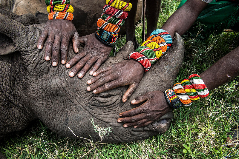Heartbreaking Photo of Orphaned Rhino Shows Us That the Fate of This Species is in Our Hands