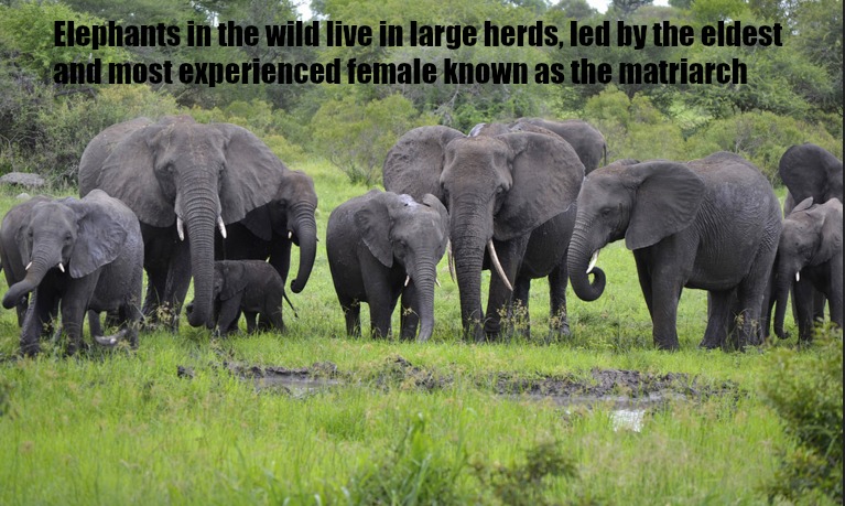 Why Life in a Zoo is no Life for an Elephant