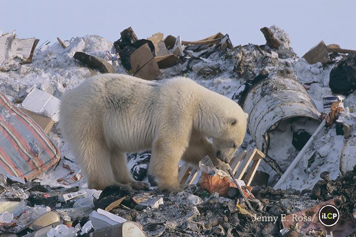 Manitoba Polar Bear on Trash Heap