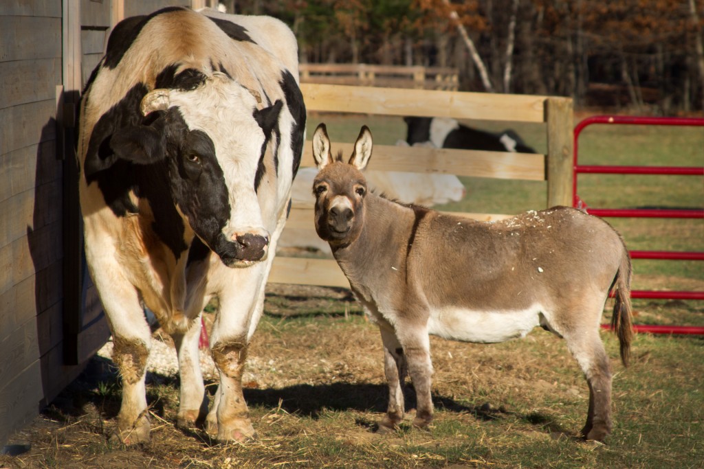 Cow and Donkey That Survived Deplorable Petting Zoo Now BFFs in New Home