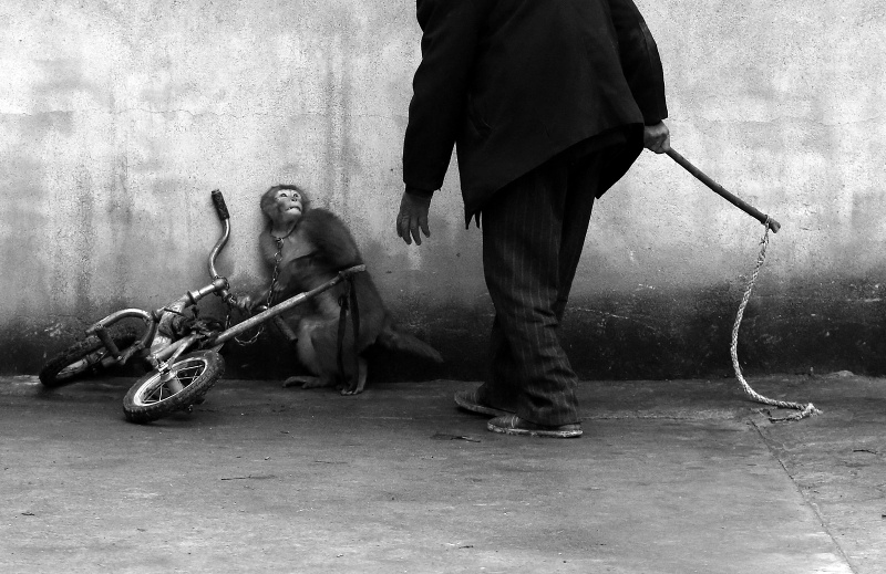 This One Shocking Photo Exposes the Reality of What Training Animals for the Circus Looks Like