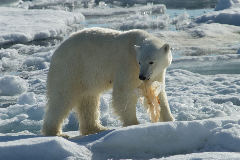 Plastic Bags Have Reached Polar Bears – This is Why Bringing a Cloth Bag to the Store is More Than Just a Fad