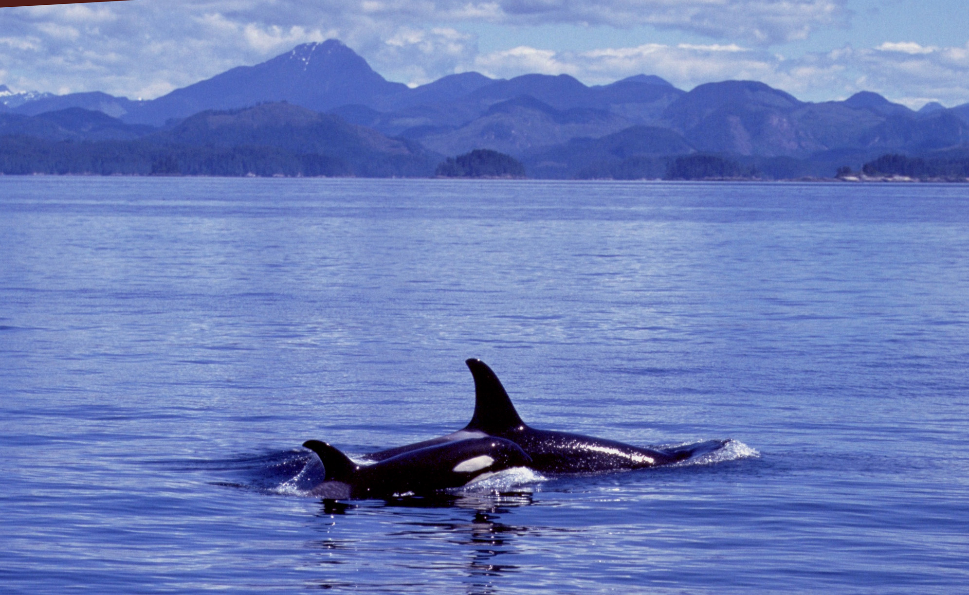 Ocean Pollution and Orcas