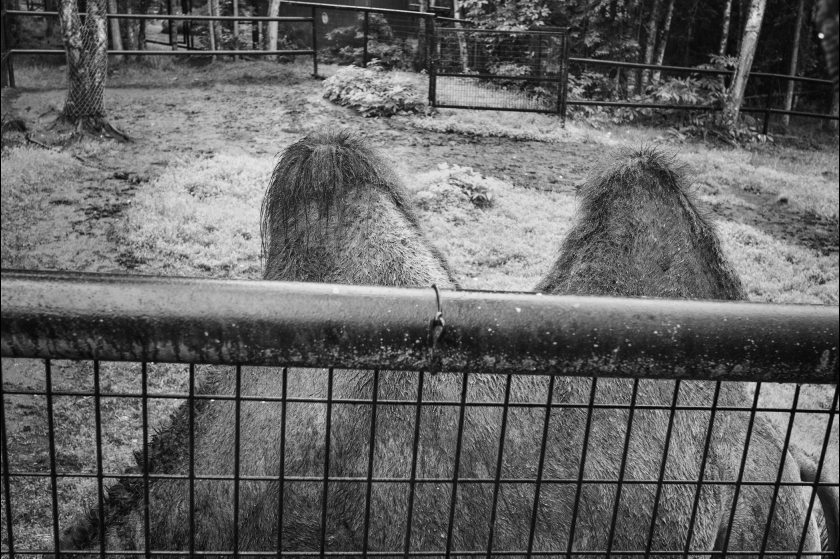 Photographer's Animal Photos Will Make You Think Completely Differently About Zoos