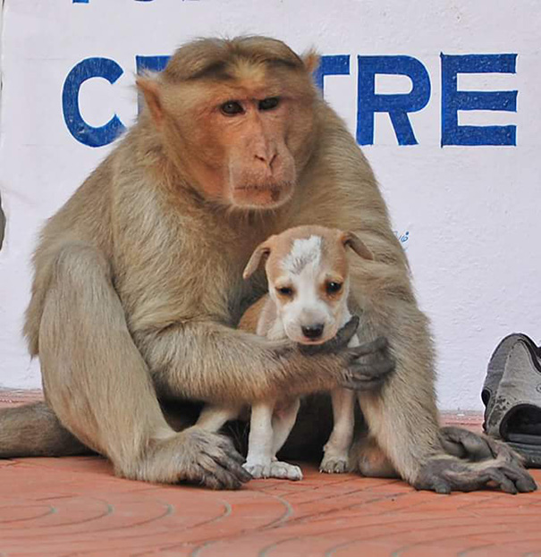 Monkey Who Adopted a Street Puppy in India Proves That Love Knows No Species 