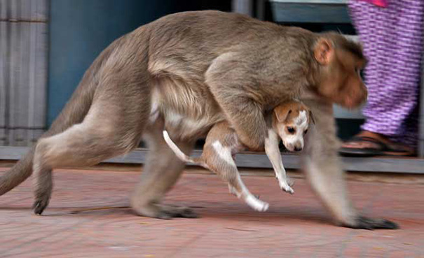 Monkey Who Adopted a Street Puppy in India Proves That Love Knows No Species 