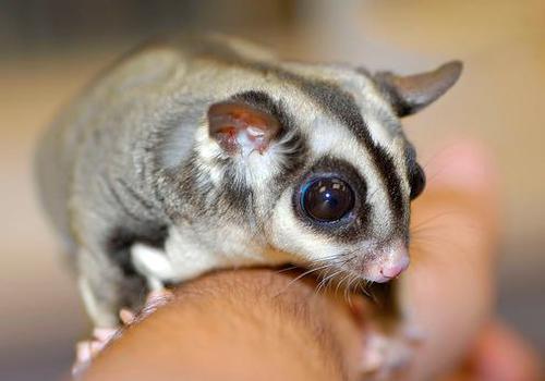 Sugar Gliders are Adorable, But They Don't Belong in Your Pocket ...