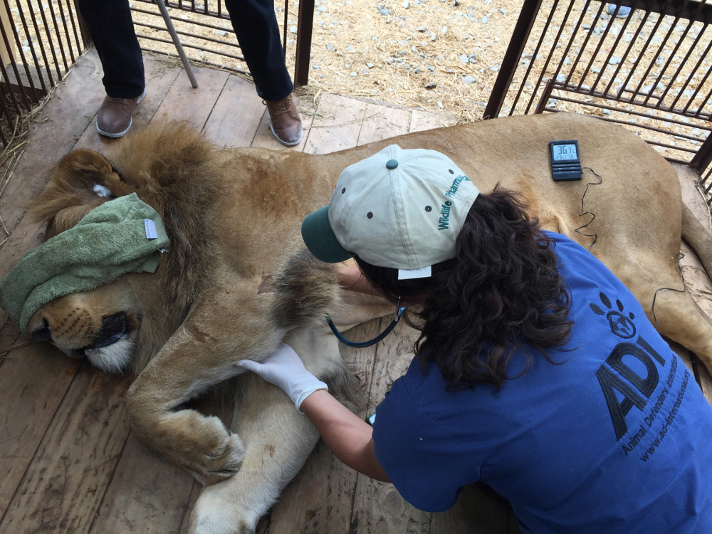 d ADI veterinarian checks rescued lion