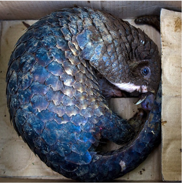 What We Can Learn About Our Role in the Sixth Mass Extinction From This Scaly Mammal in a Box