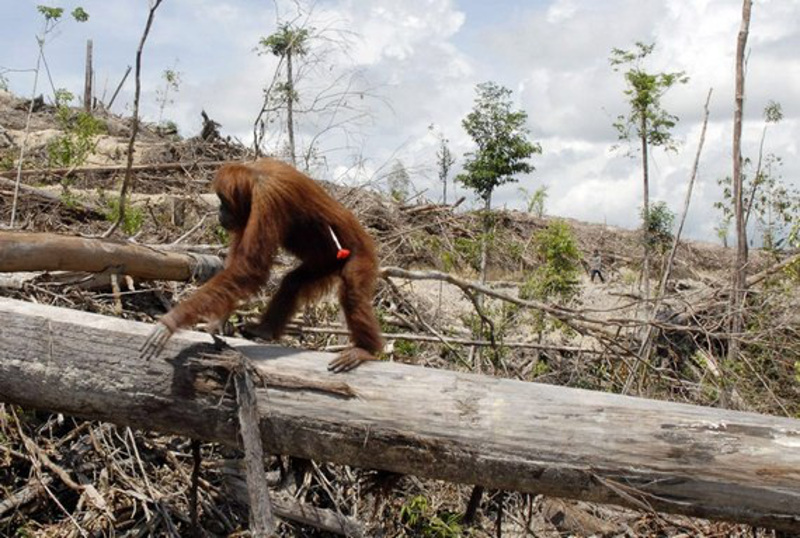 This Heartbreaking Image Reveals What Deforestation Really Looks Like