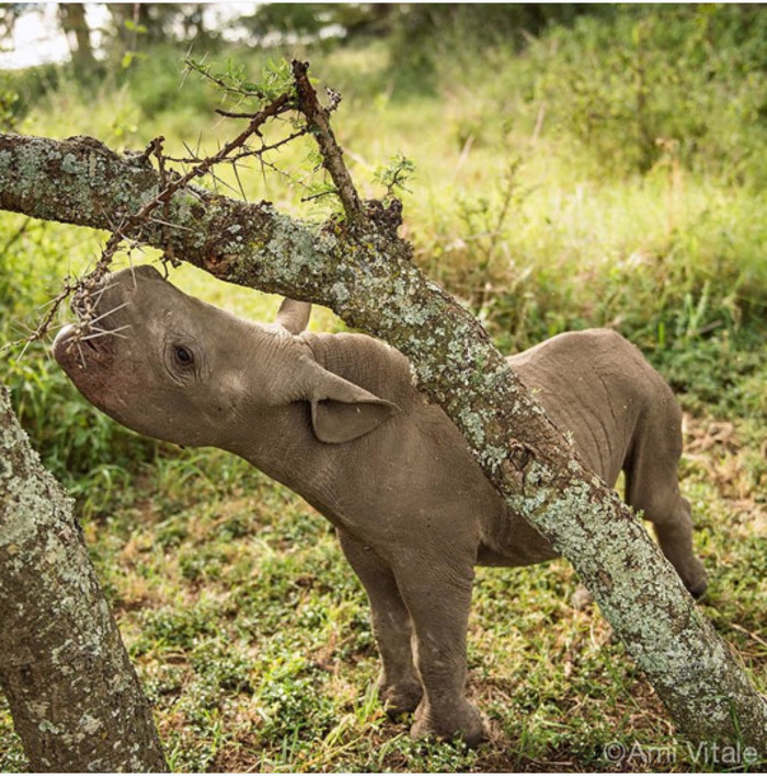 This Beautiful Picture of a Baby Rhino Reveals Exactly How Important These Animals Are to Our Planet
