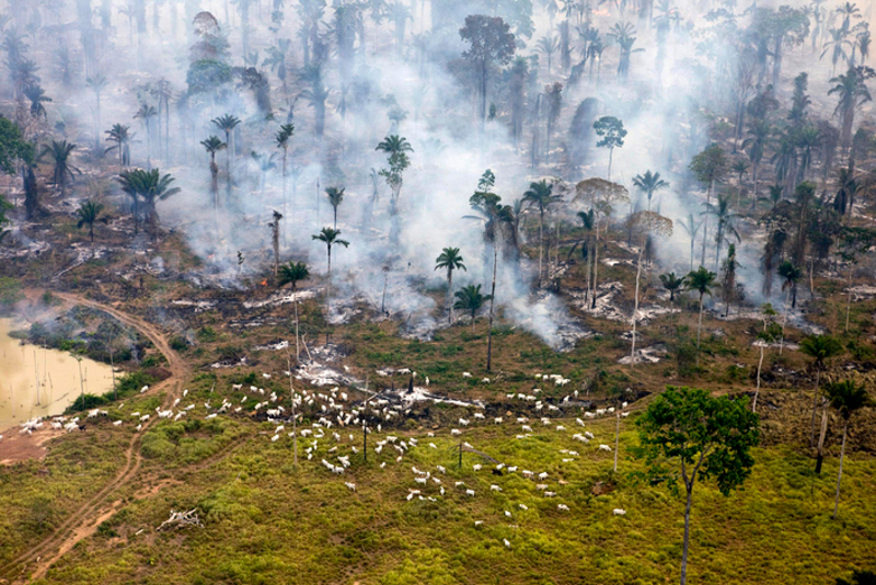 Disappearing Forests: The True Price of Expanding Animal Agriculture