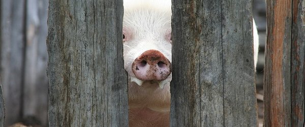 Pig Farming downed animals sick animals downers usda