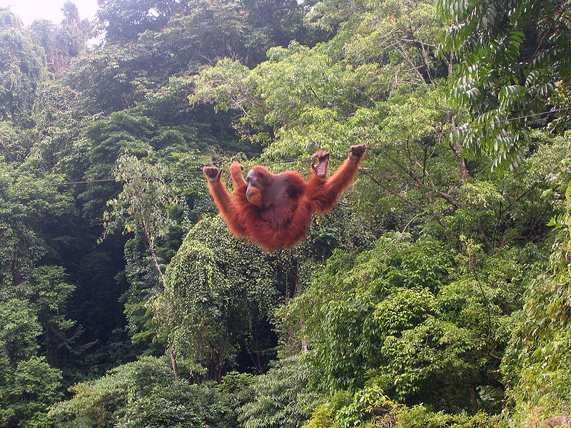 orangutan deforestation